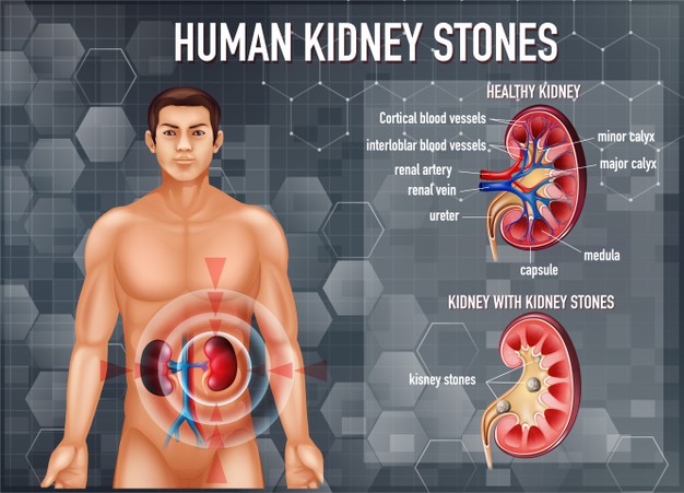 healthy-kidney