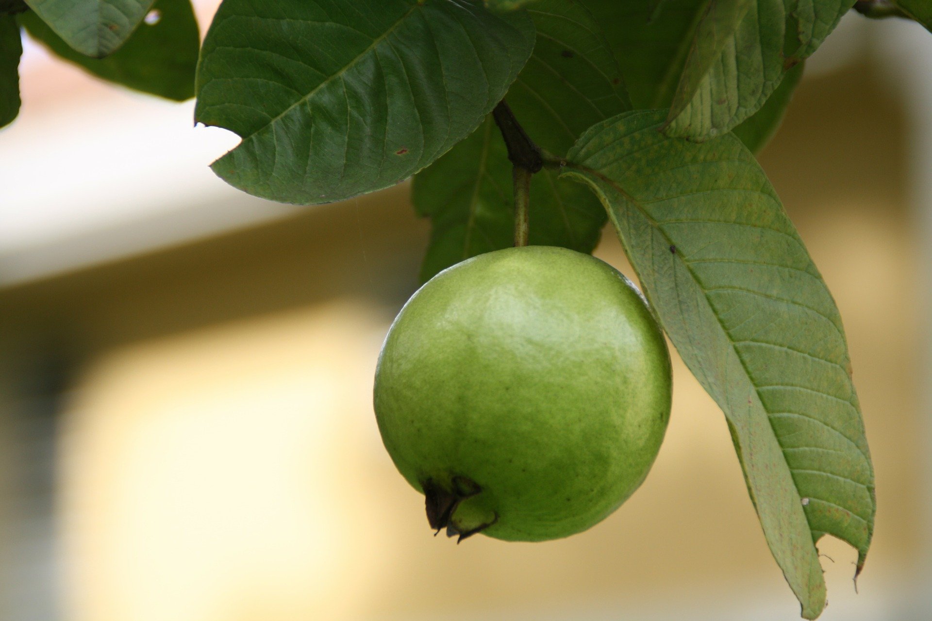 Power Full Benefits of Guava